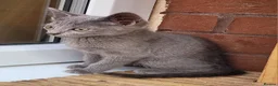 Russian Blue cats for sale: Russian Blue Kittens for sale - Advert 2