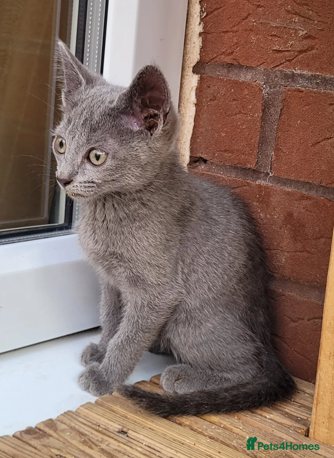 Russian Blue cats for sale: Russian Blue Kittens for sale - Advert 2