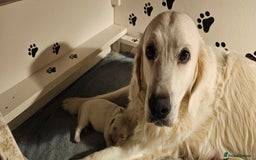 Golden Retriever dogs for sale: Outstanding Kc registered Golden Retriever babies  - Image 25