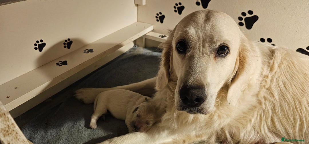 Golden Retriever dogs for sale: Outstanding Kc registered Golden Retriever babies  - Image 25