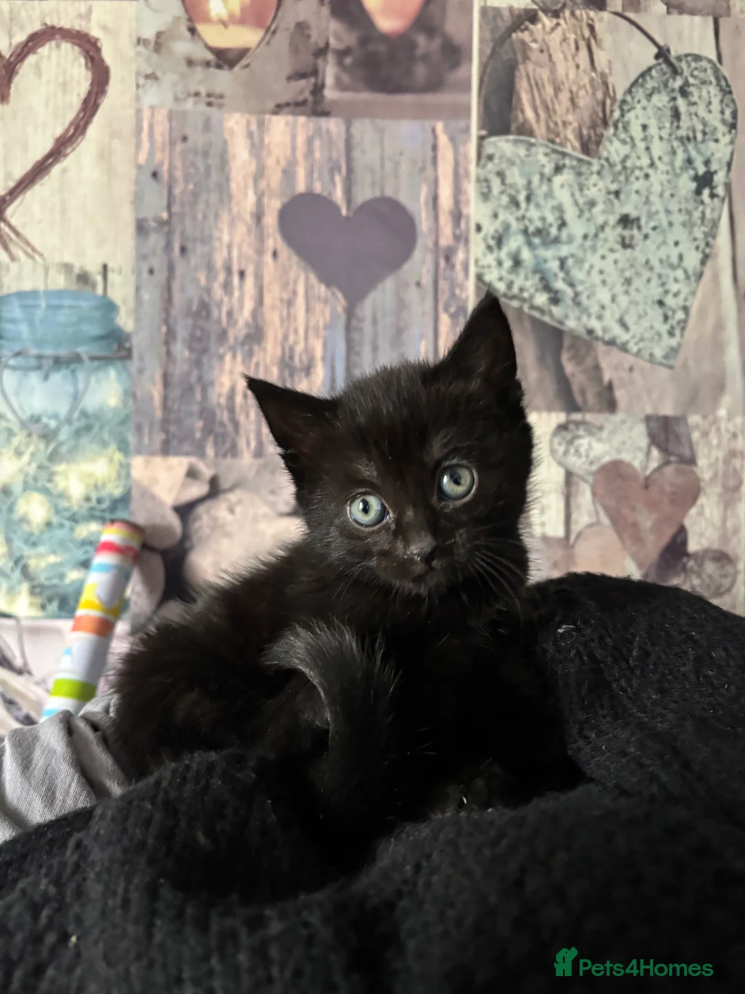 Mixed Breed cats for sale: Beautiful kittens  - Advert 4