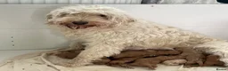 Mini Goldendoodle dogs for sale: Goldendoodle puppies  in Doncaster - Advert 10
