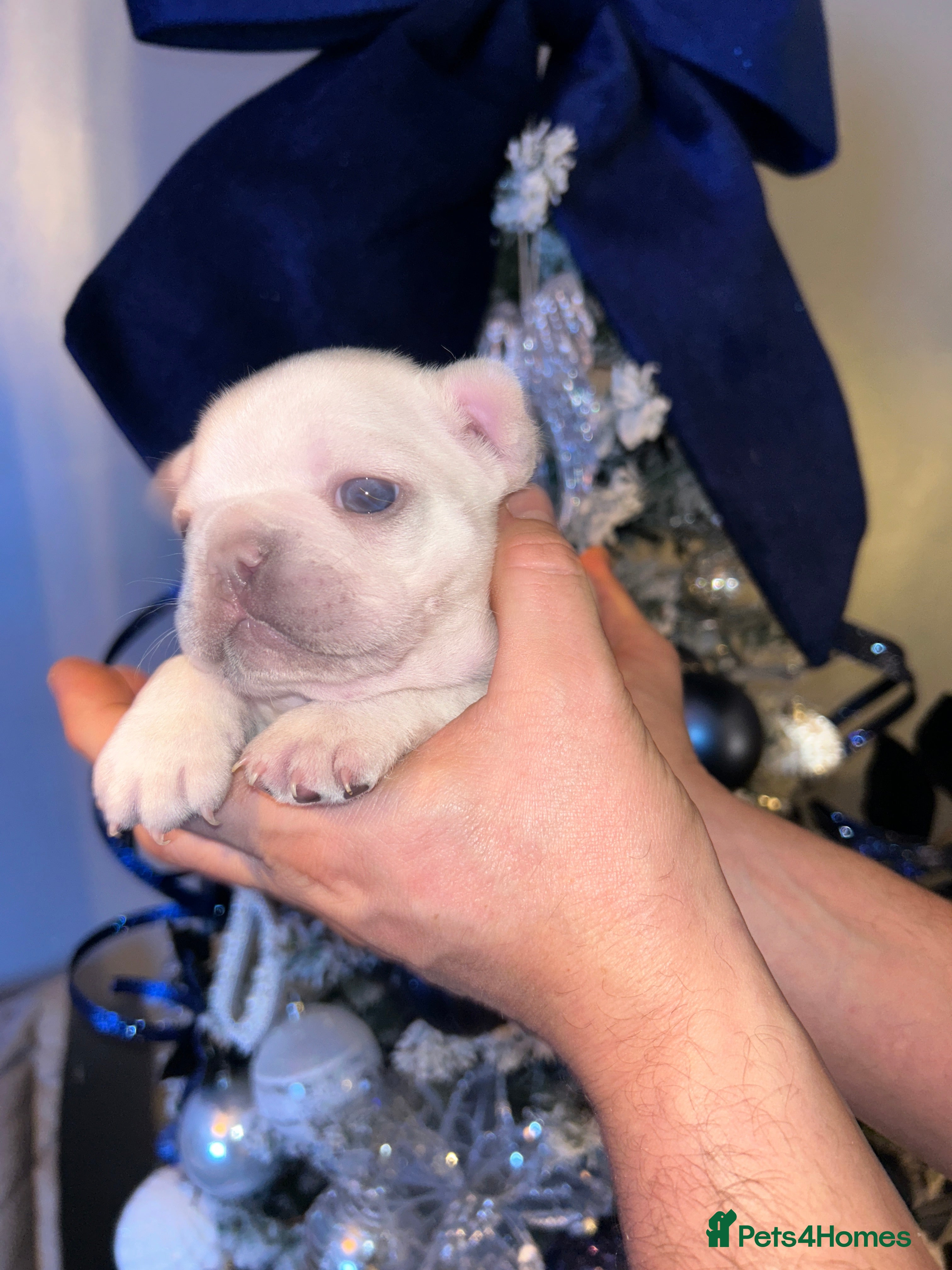 French Bulldog dogs French fries due to leave 3rd January  - Advert 5