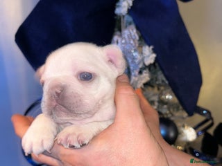 French Bulldog dogs French fries due to leave 3rd January - Advert 1