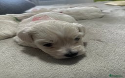 Bichon Frise dogs for sale: Beautiful Puppies Looking for Their Forever Homes! - Image 7