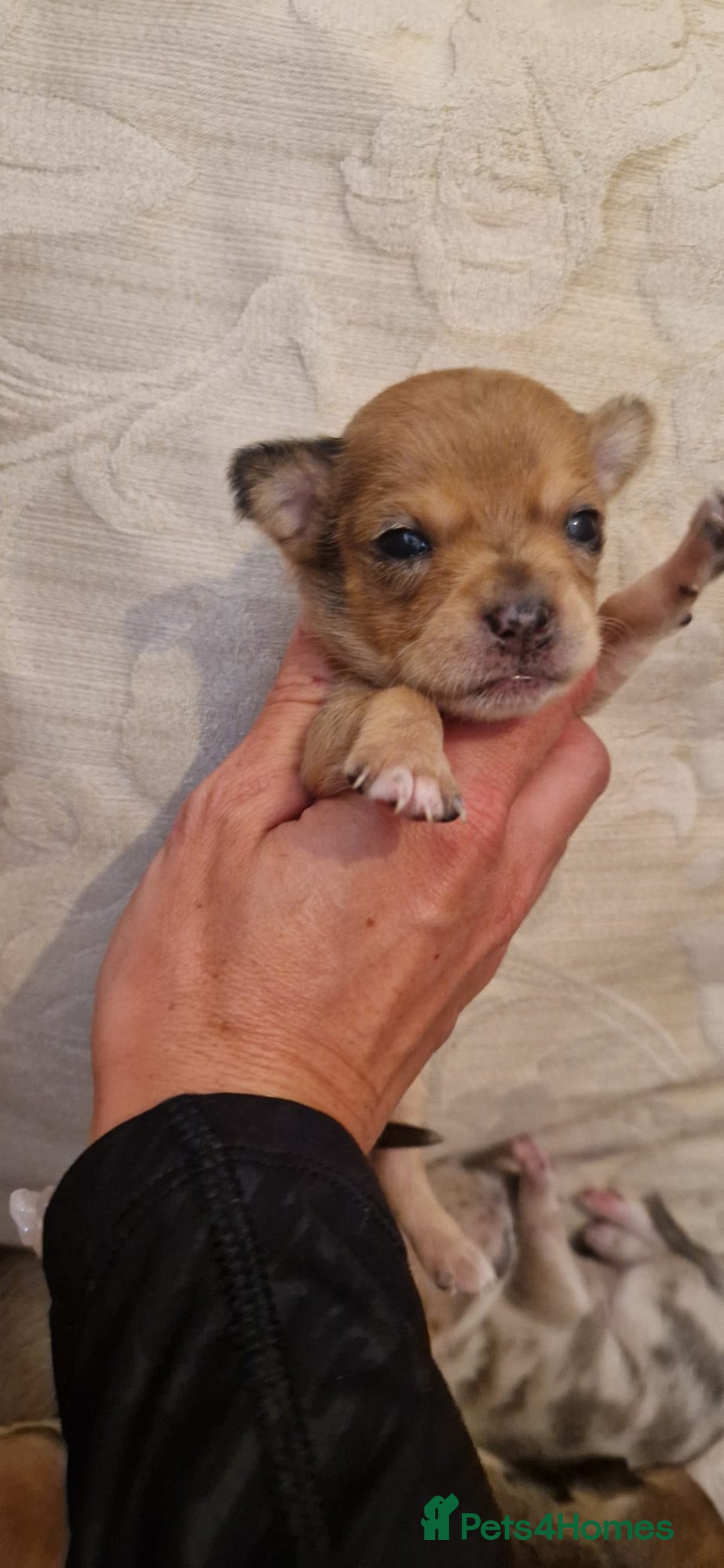 Chihuahua dogs for sale: Beautiful litter of 6 full chihuahuas  - Image 11