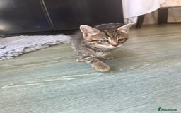 Bengal cats for sale: Bengal cross tabby’s  - Image 11
