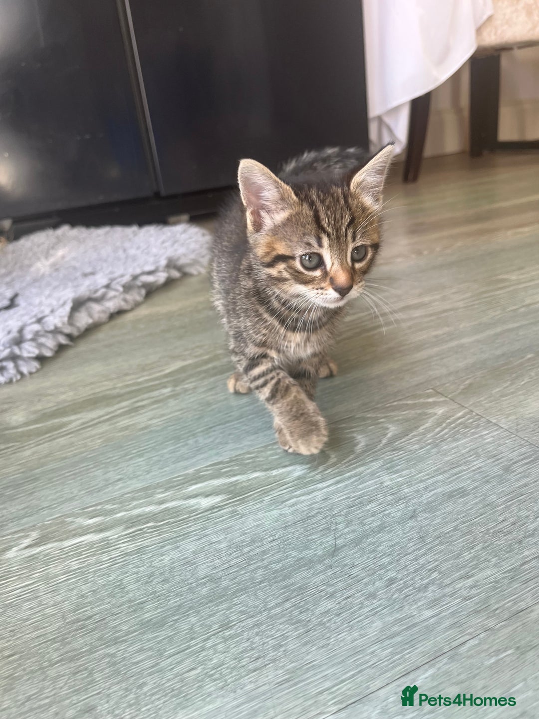 Bengal cats for sale: Bengal cross tabby’s  - Image 11