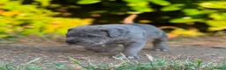 Neapolitan Mastiff dogs for sale: 🐾Neapolitan Mastiff Puppies- Ready Now!🐾 in Rayleigh - Advert 4
