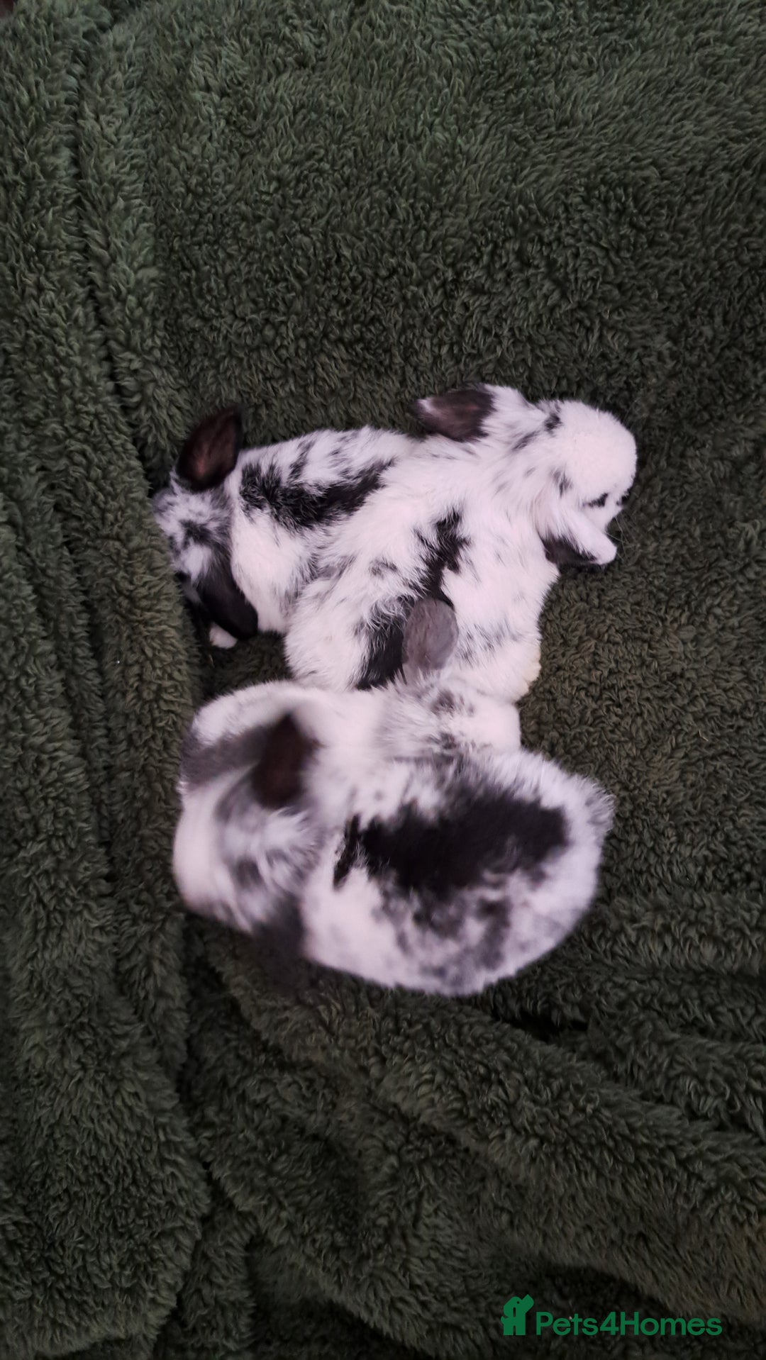 Mini Lop rabbits for sale: Baby bunnies - Advert 2
