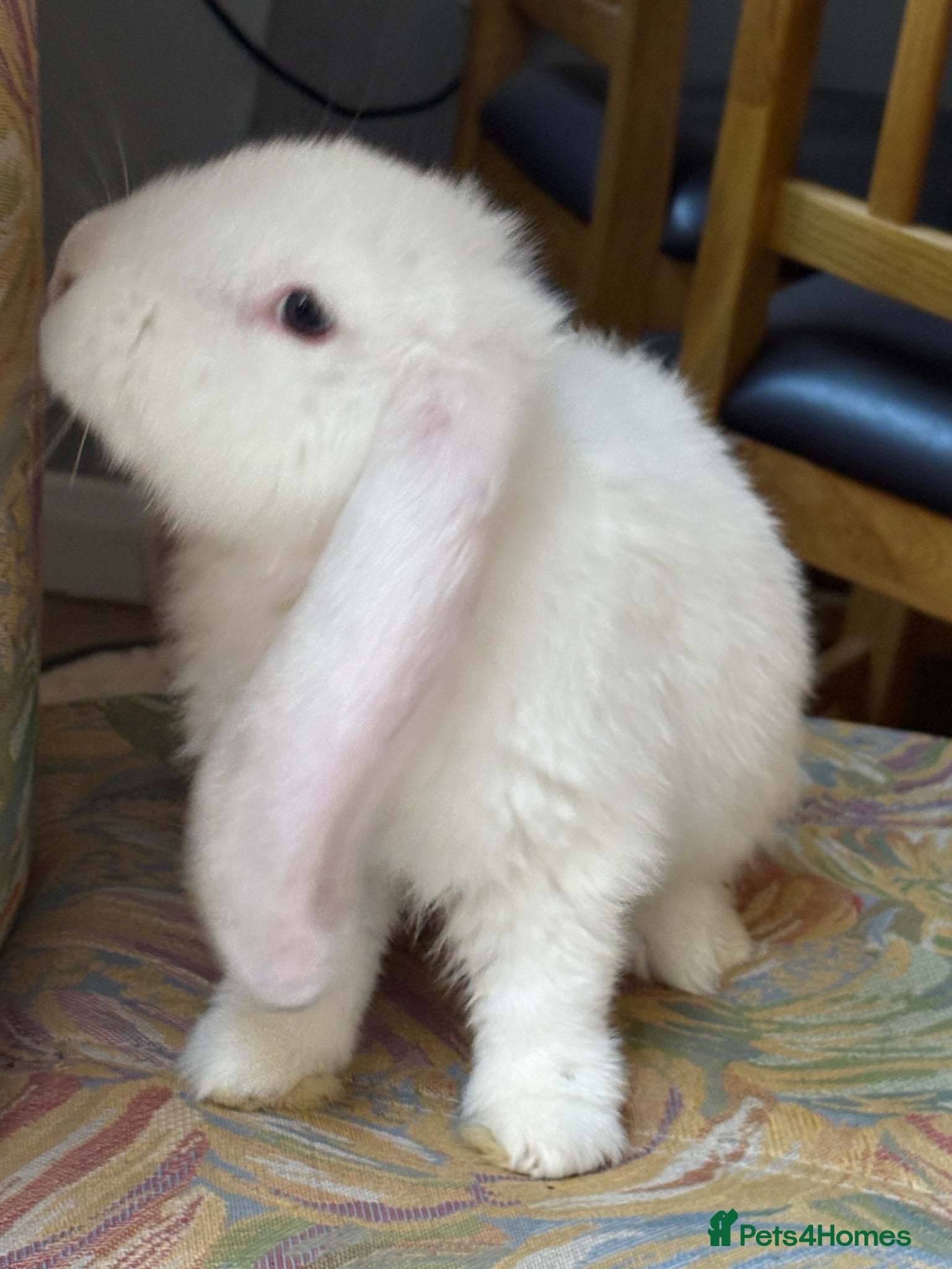 French Lop rabbits Gorgeous French lop babies - Advert 2