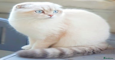 Scottish Fold cats - Advert 10