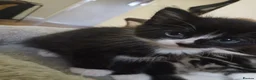 Mixed Breed cats for sale: 4 adorable kittens looking for a home. - Advert 4