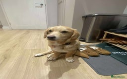 Mixed Breed dogs for adoption: HERSEY  - Advert 9