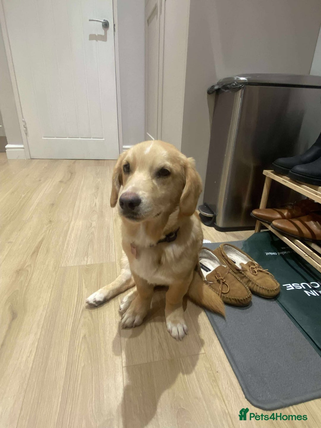 Mixed Breed dogs for adoption: HERSEY  - Advert 9