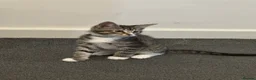 Mixed Breed cats for sale: 7 Adorable Mixed Breed Kittens - Advert 5