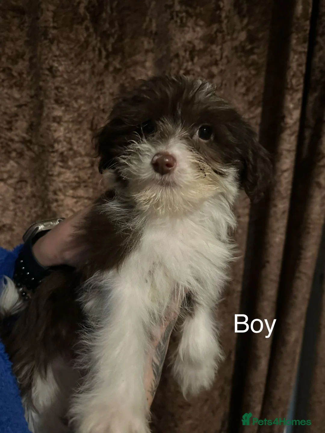 Chinese Crested dogs for sale: Chinese crested powder puff - Advert 9