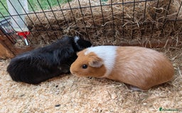 Guinea Pig rodents for sale: Give away two female Guinea pigs  - Image 3