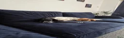 Sprocker dogs for adoption: Sproker  - Advert 2