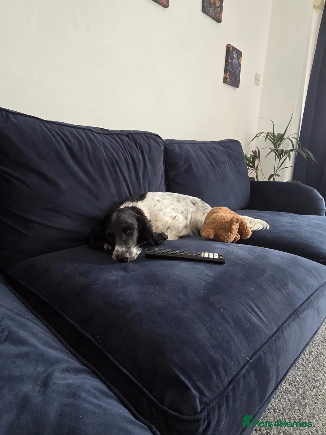 Sprocker dogs for adoption: Sproker  - Advert 2
