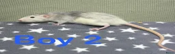 Rat rodents for sale: Super friendly baby rats  - Advert 3