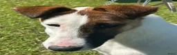Fox Terrier dogs for sale: Smooth Fox Terrier Puppy Bitch - Advert 4