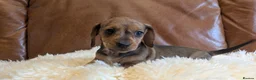 Miniature Dachshund dogs for sale: Beautiful Miniature Dachshund Puppies  - Advert 9