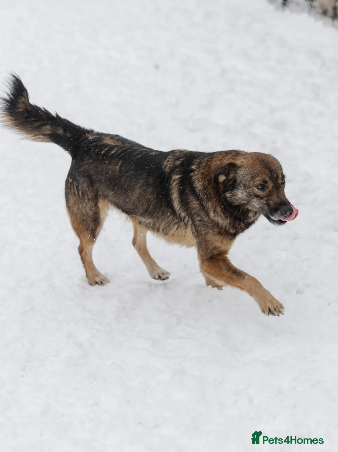 Mixed Breed dogs for adoption: ❤️Mona❤️3 yo soft and lively girl medium,knee size - Advert 3