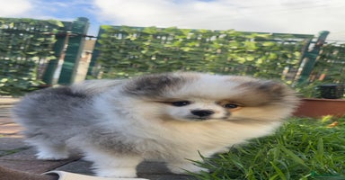 Pomeranian dogs - Advert 6