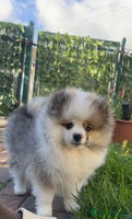 Pomeranian dogs - Advert 6