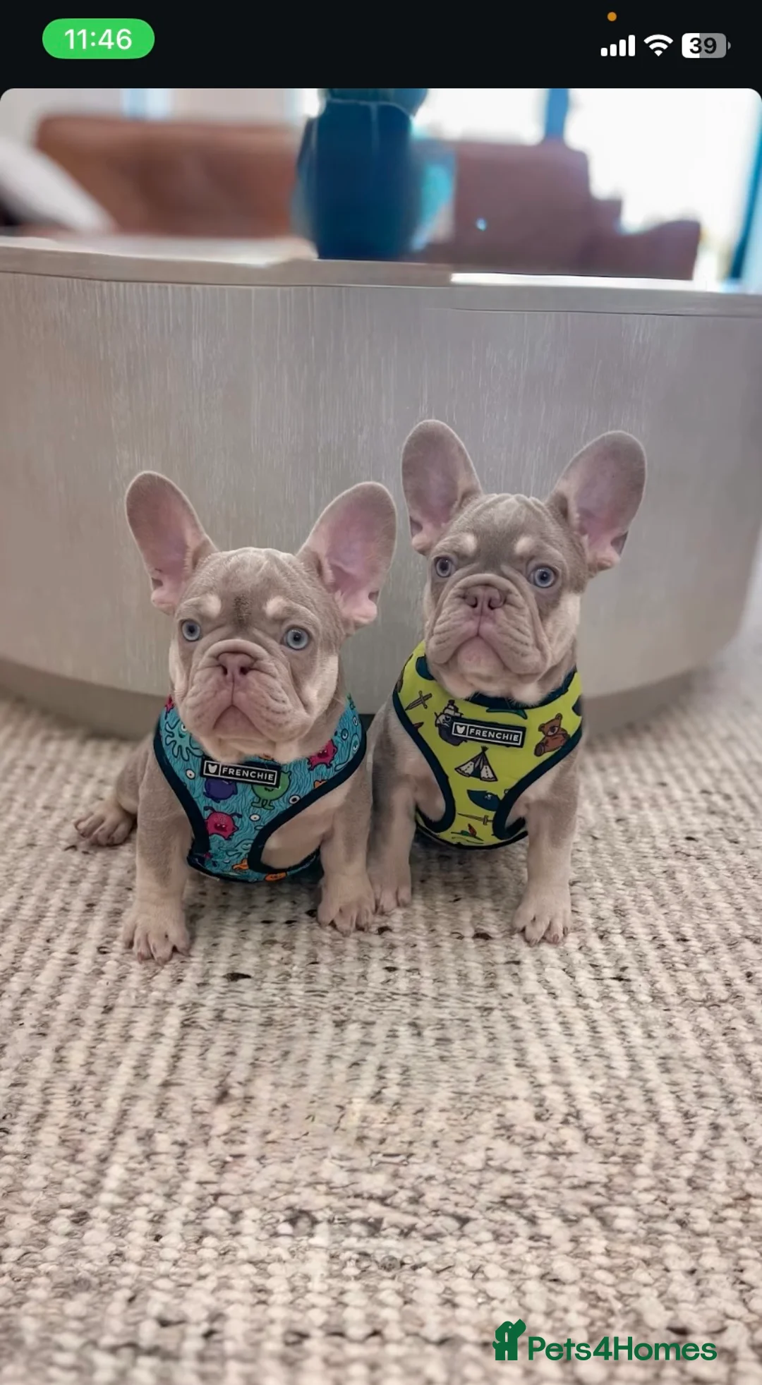 French Bulldog dogs for sale: 🐾 KC Registered French Bulldogs 🐶✨ - Advert 4
