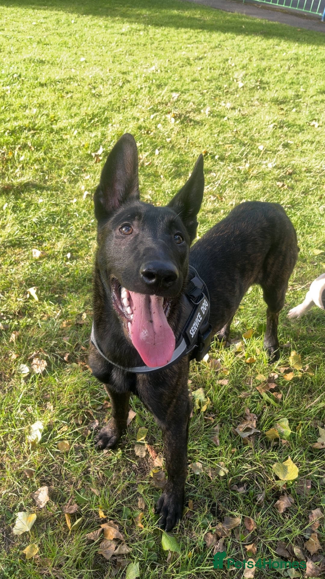 Belgian Shepherd Dog dogs for sale: 9 month old Belgium malious x Dutch herder - Image 5