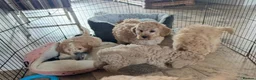 Cockapoo dogs for sale: F1b COCKAPOO Puppies (Teddy bears 🐻) - Advert 5