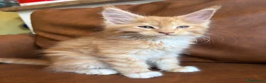 Loki (ginger)