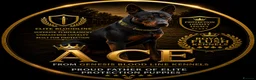 Chinese Red Dog dogs for sale: 2 CHINESE RED DOG GIRLS LEFT 🇨🇳 🐶 ( AVAILABLE ) - Advert 23