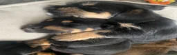 Mixed Breed dogs for sale: Schweenie puppies  - Advert 8