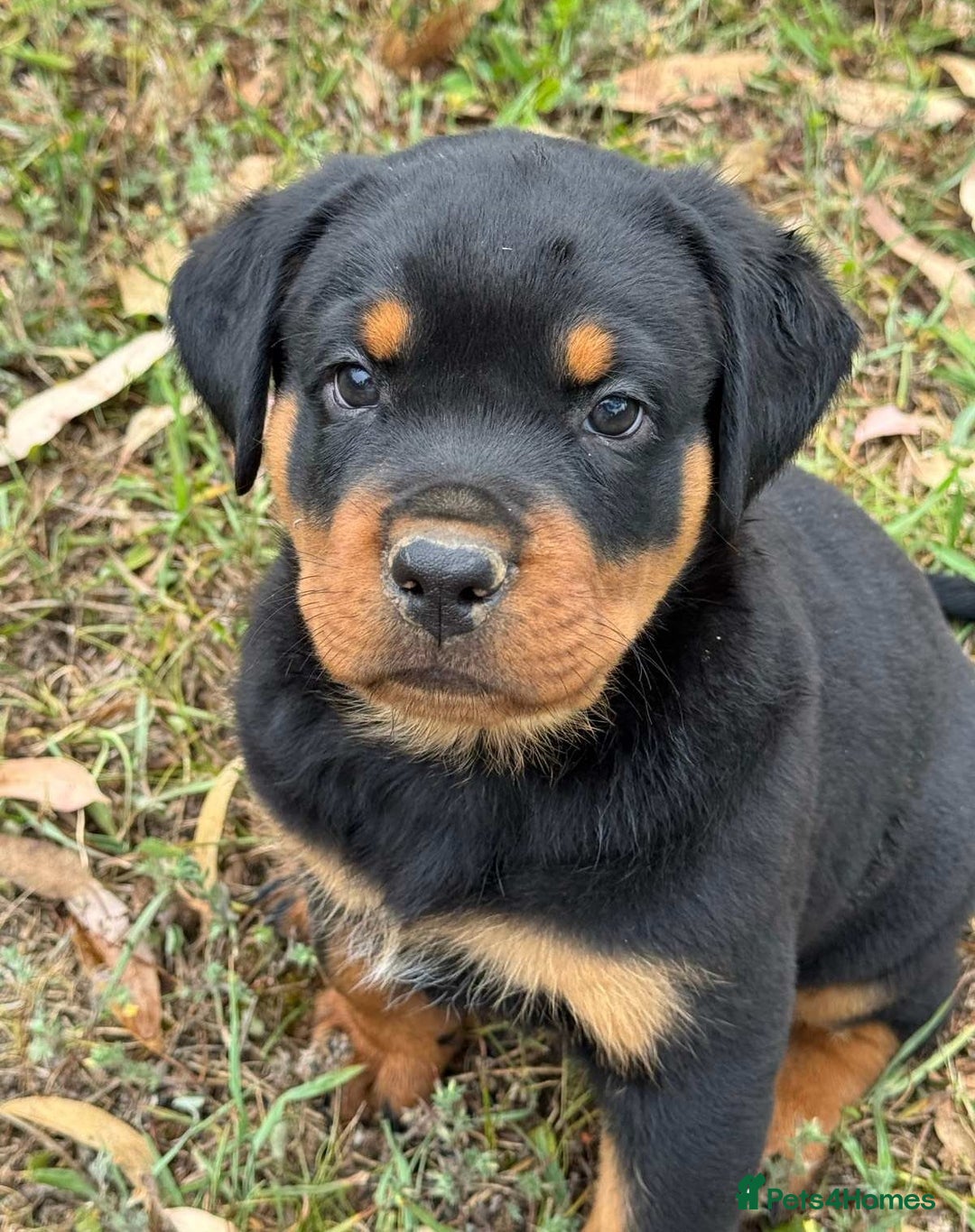 Rottweiler dogs for sale:  lovely chunky beautiful Rottweiler puppies - Advert 4