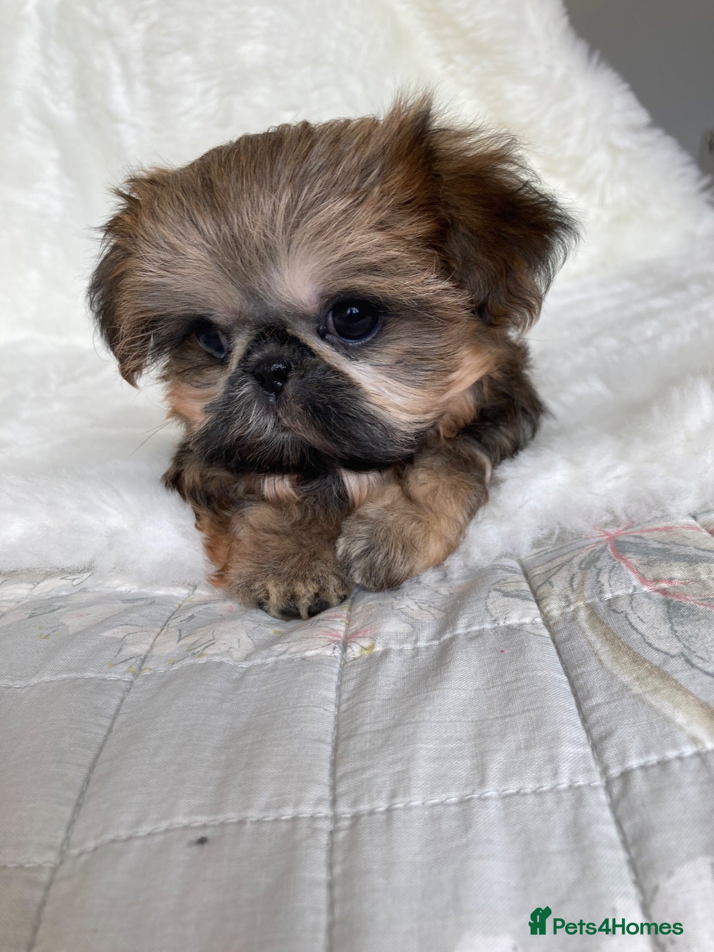 Shih Tzu dogs AMERICAN IMPERIAL SHIH TZU PUPPIES - Advert 1