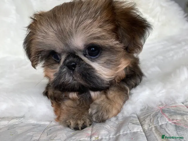 Shih Tzu dogs for sale: AMERICAN IMPERIAL SHIH TZU PUPPIES - Advert 2