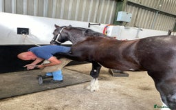 Irish Cob horses for sale: Storm 4year old ride/drive gelding  - Image 5