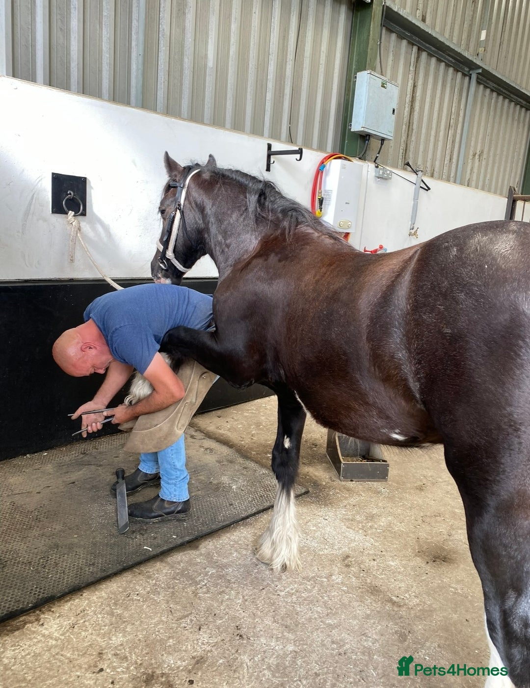 Irish Cob horses for sale: Storm 4year old ride/drive gelding  - Image 5