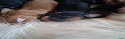 Cocker Spaniel dogs for sale: 6 stunning working cocker spaniels - Advert 4