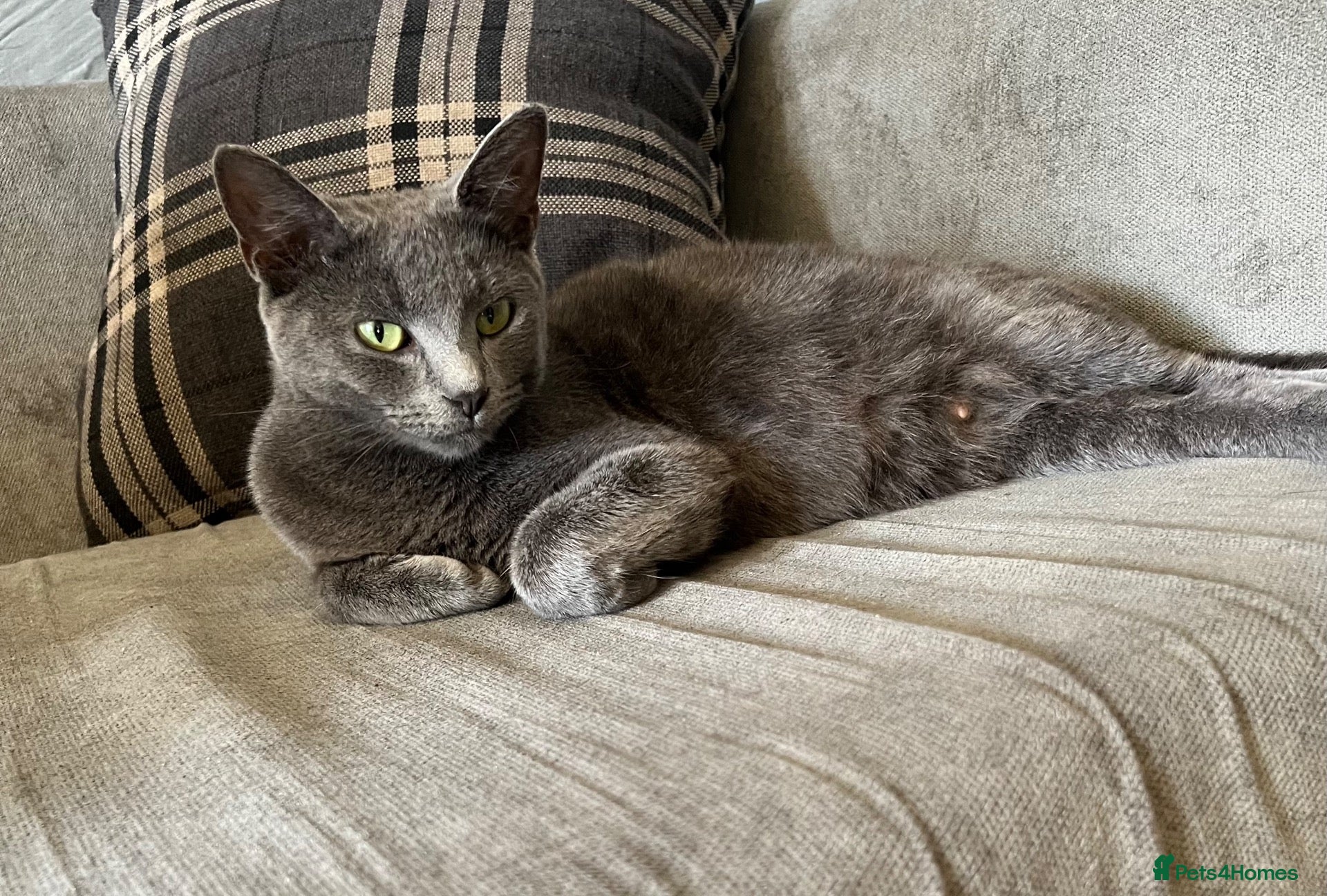 Mixed Breed cats Beautiful kittens for sale  - Advert 2
