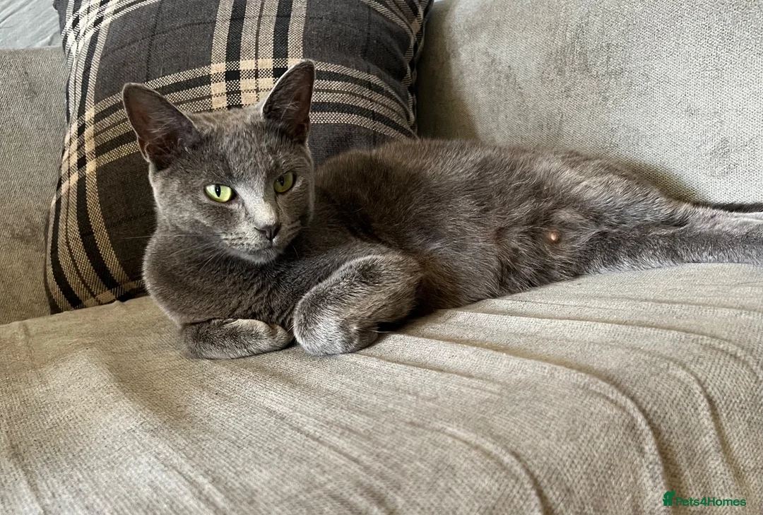 Mixed Breed cats for sale: Beautiful kittens for sale  - Advert 1