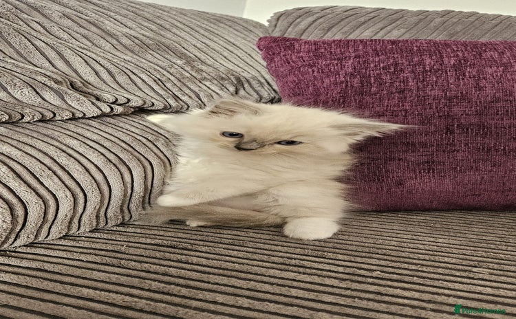 Ragdoll cats - Advert 12