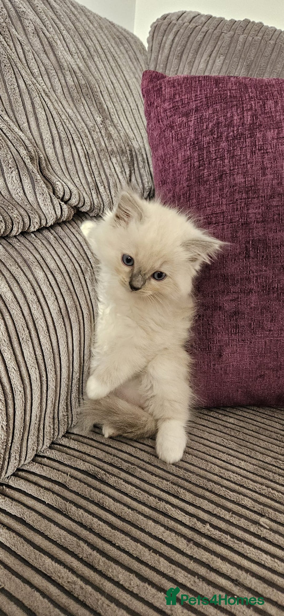 Ragdoll cats for sale: Stunning Ragdoll kittens looking for new homes - Image 1