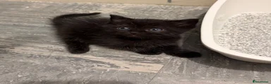 Ragdoll 2