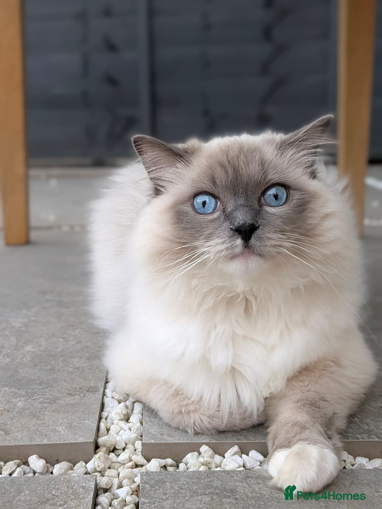 Ragdoll cats for sale: Beloved Ragdoll Boy Luno Seeking a Forever Home in Wakefield - Advert 4