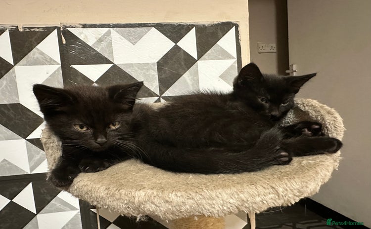 Mixed Breed cats - Advert 4