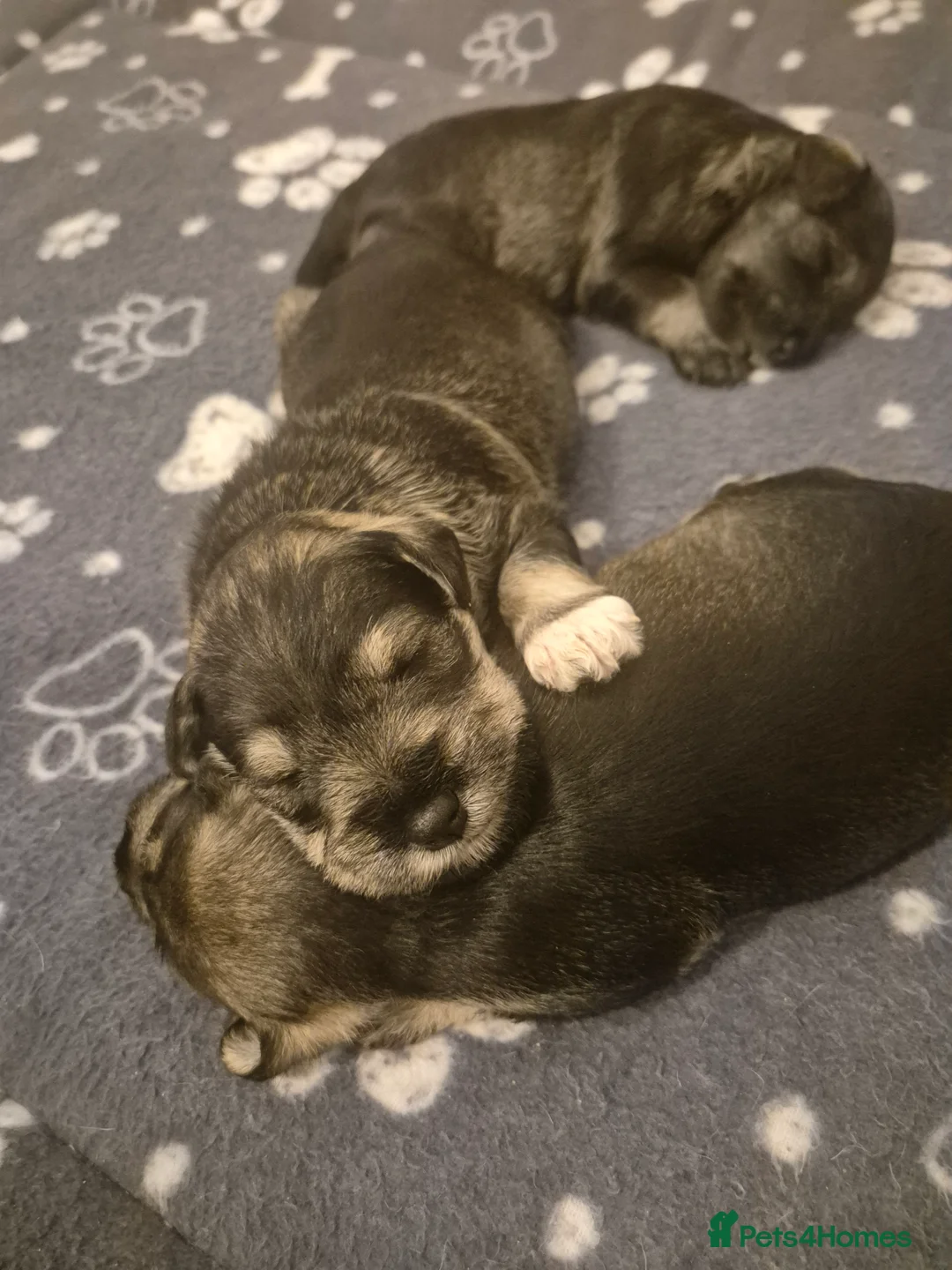 Miniature Schnauzer dogs for sale: KC Registered Miniature Schnauzer Puppies - Advert 9